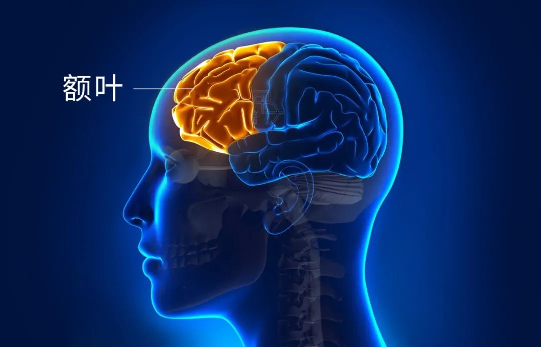 如何用脑科学的方式打开传统骨相学？