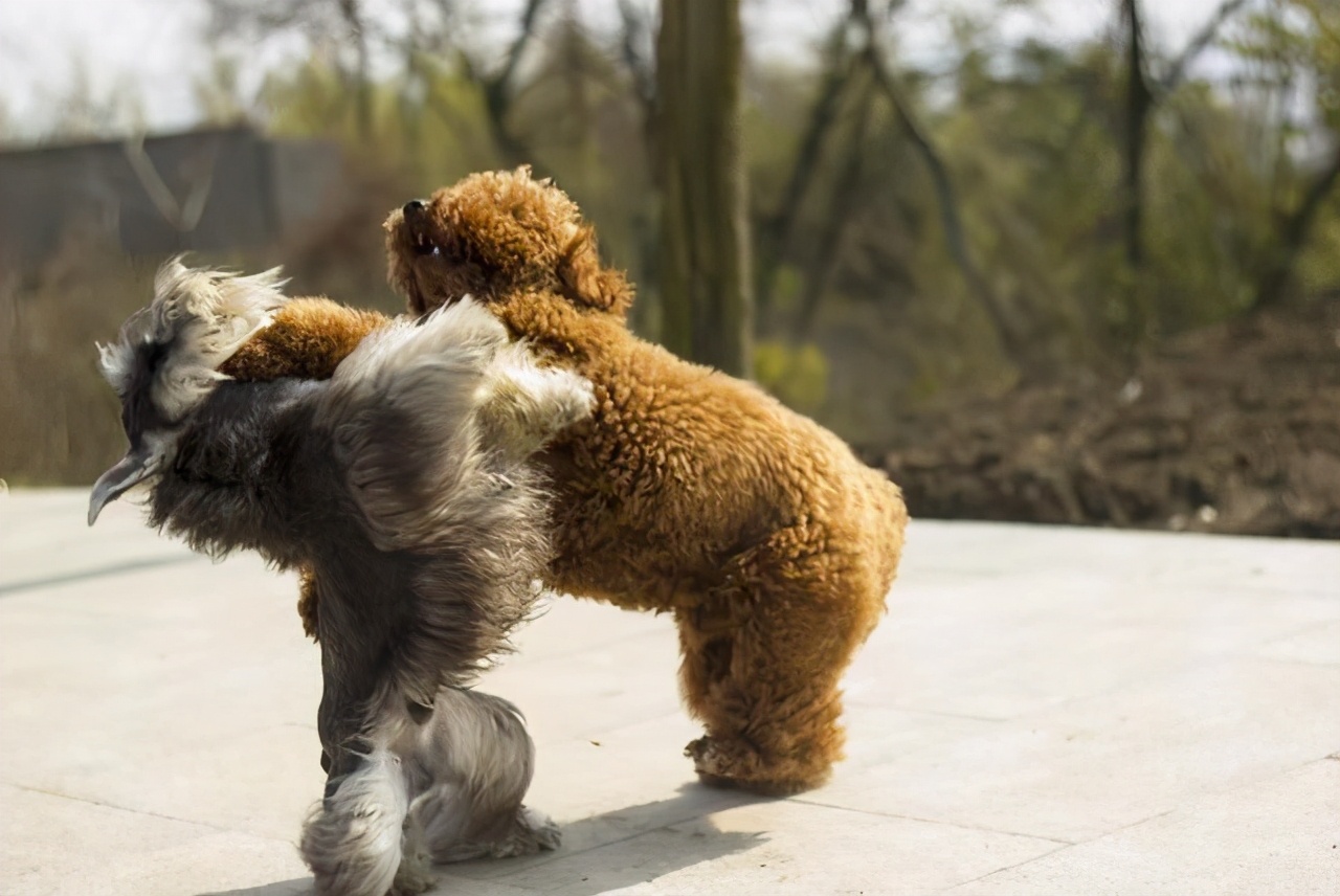 小型犬品种排名：五大热门名犬对比评测
