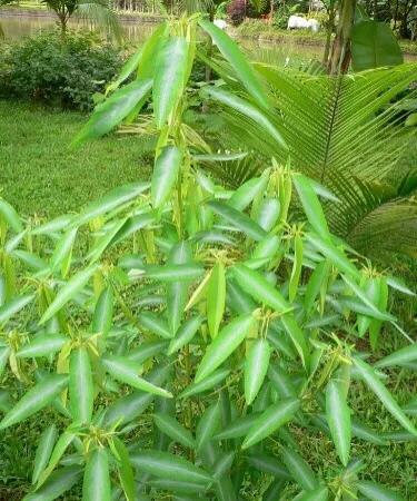 奇异的植物(盘点世界十大奇异植物，整理了好久，有你不知道的吗？)