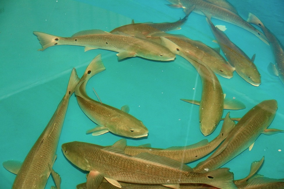 紅魚(yú),紅魚(yú)怎么做好吃又簡(jiǎn)單
