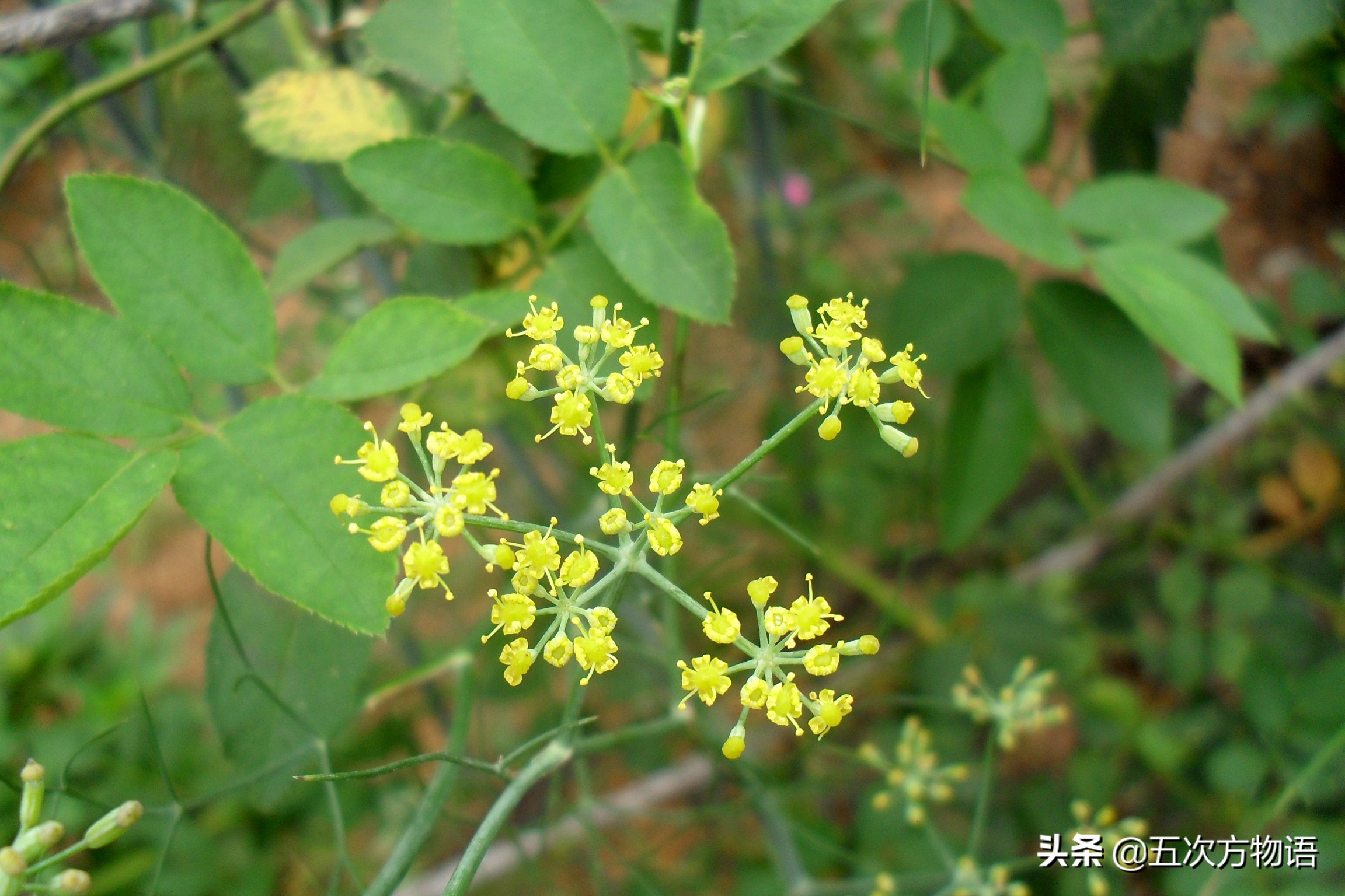 伞形科蔬菜大全，你最讨厌哪一种？