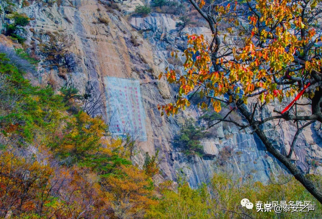 深秋泰山：一年好景君须记，最是橙黄橘绿时