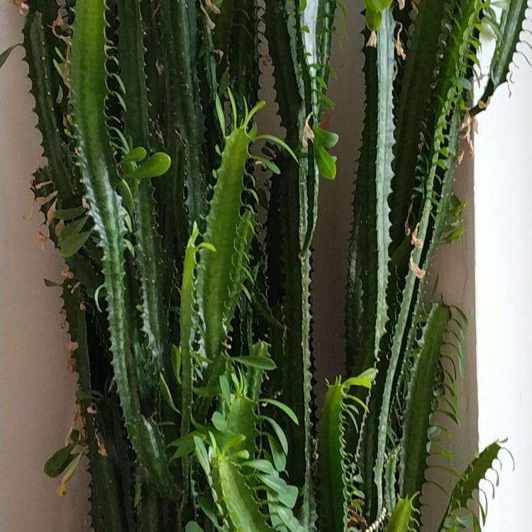 有刺的植物有哪些(关于带刺的植物大盘点)