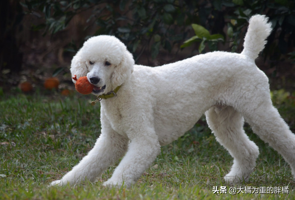 谁说大型犬不能居家喂养！这5种狗狗体型虽大却温柔，肯定不拆家