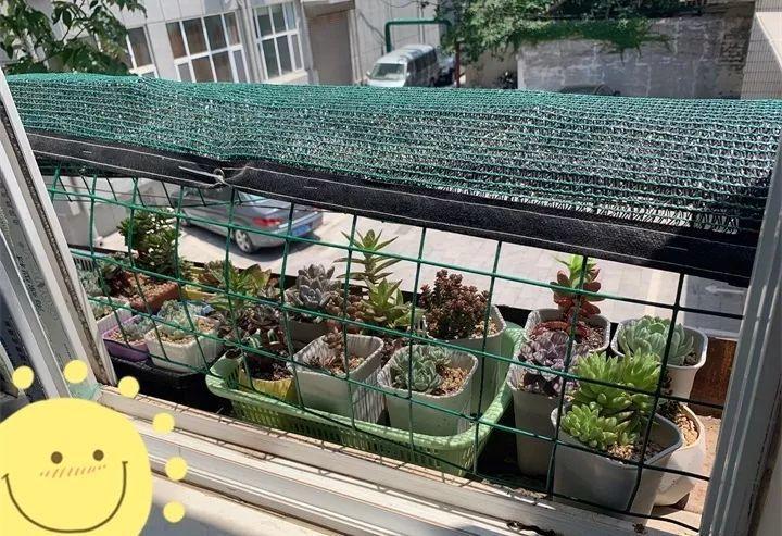 多肉养护大总结,这7点学会了,啥肉都能养得活