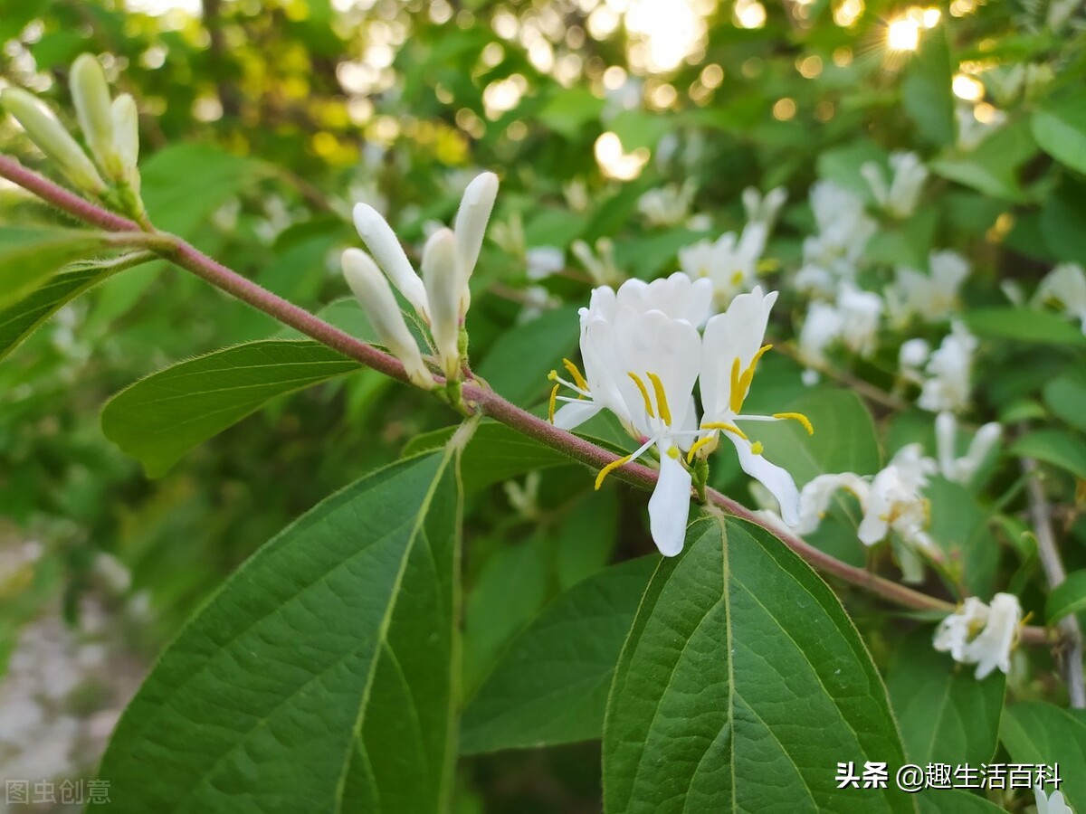 果實晶瑩剔透 紅豔奪目 看着饞涎欲滴 卻不能食用 天天看點