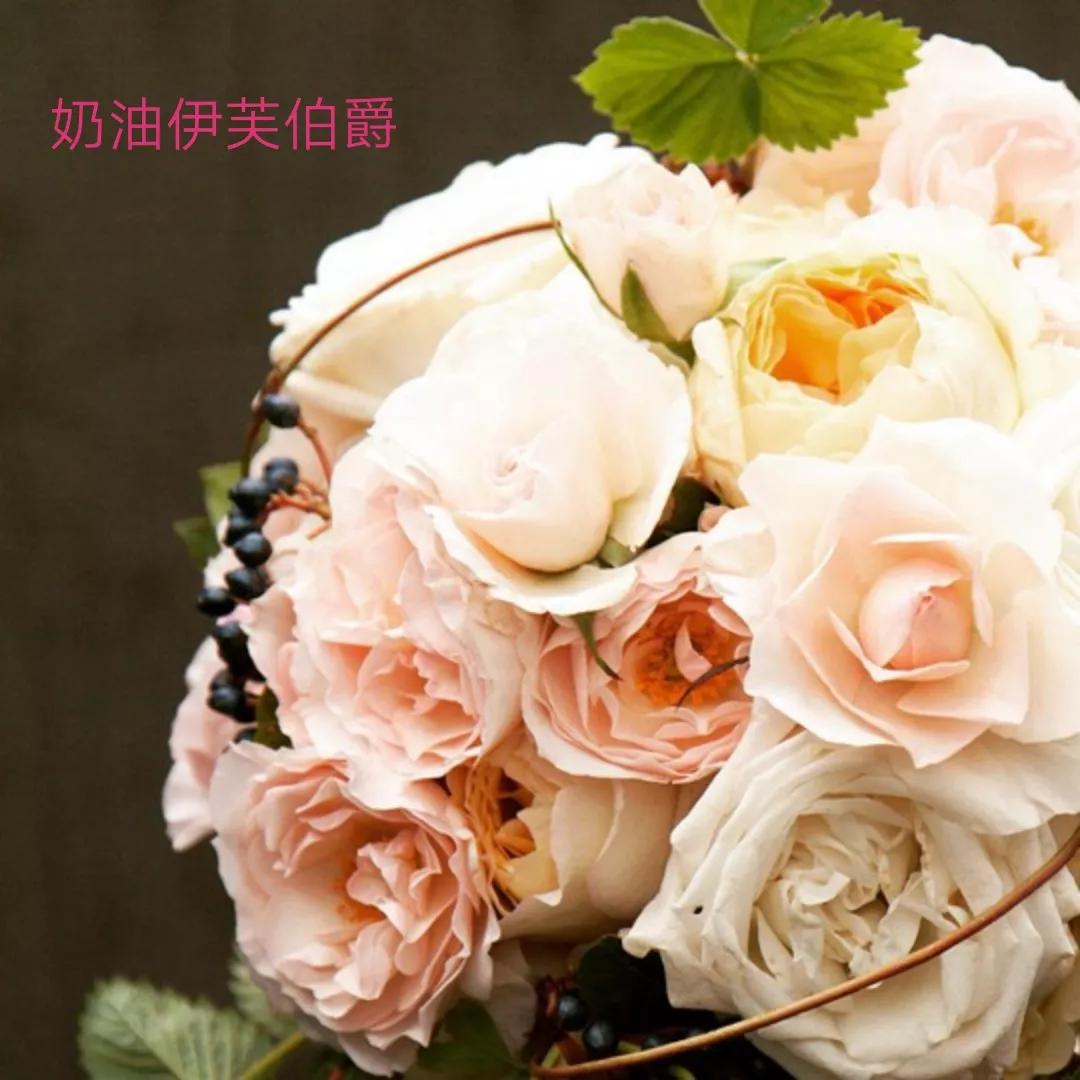 白荔枝玫瑰花语是什么（常见切花月季一览）