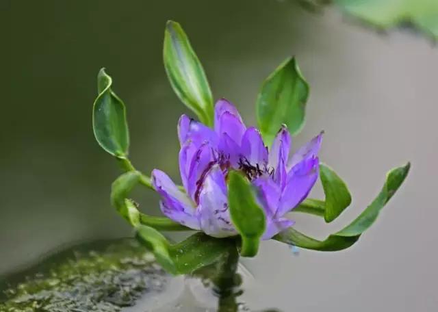 芙蕖在花中叫什么，被称为什麼