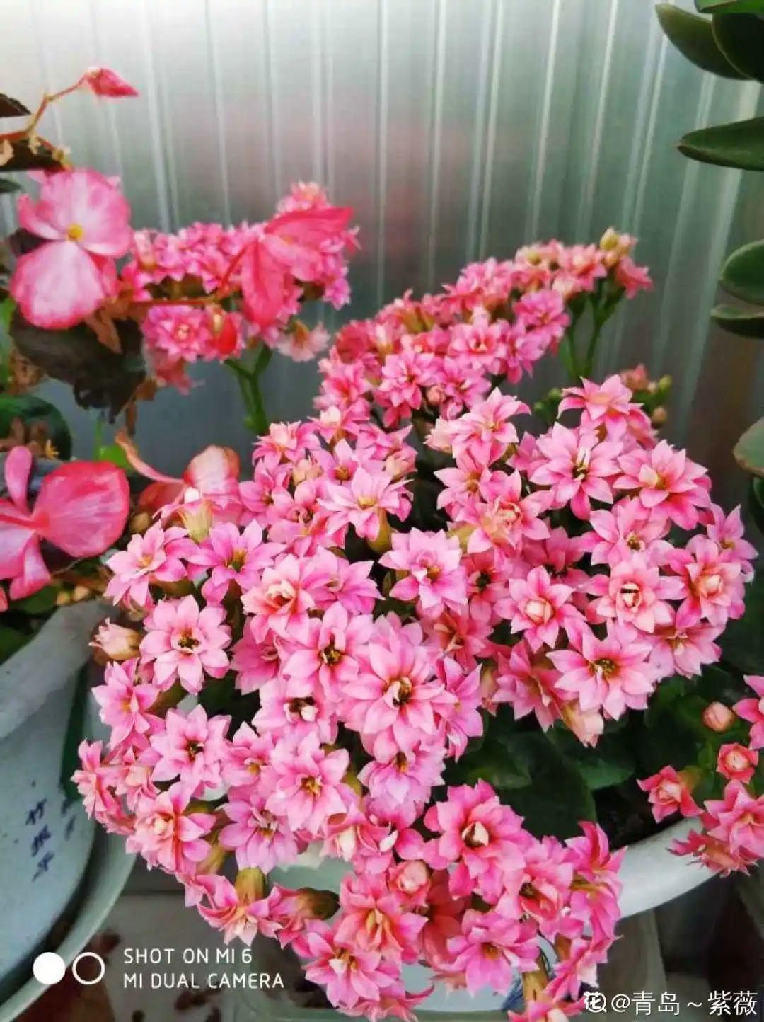 “折腾不死”的10种花,咋养都爆盆,懒人最适合!