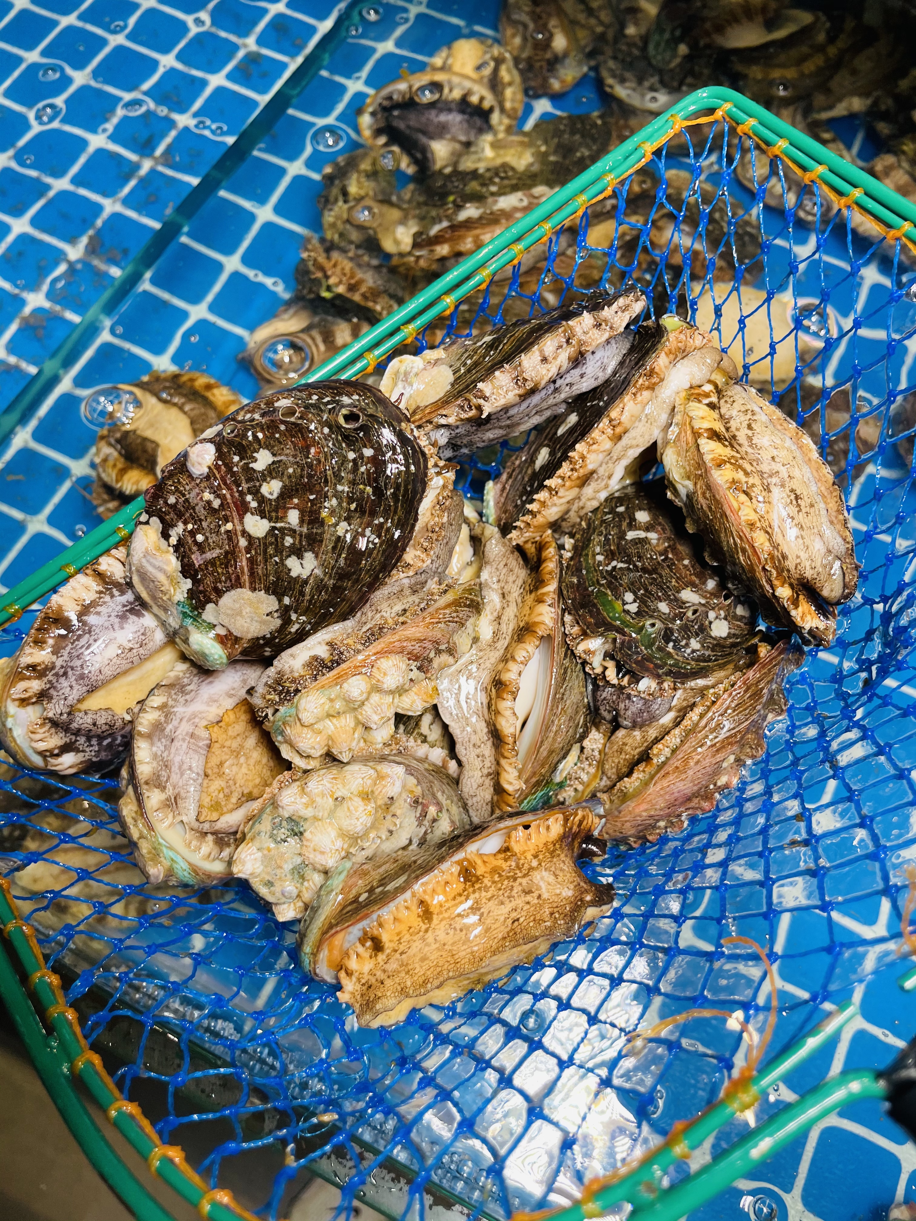 就在长职附近新开了一家鸡鲍鱼的店，以后再想吃真的太方便了