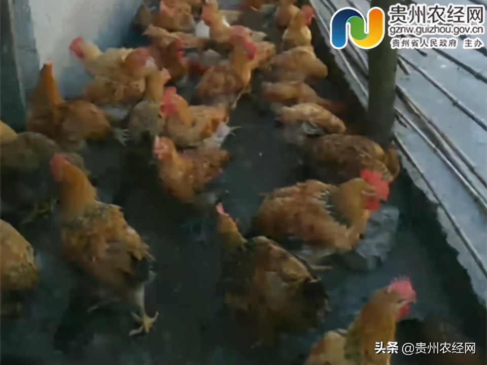 【产销对接】求购黄豆、青辣椒，供应跑山鸡