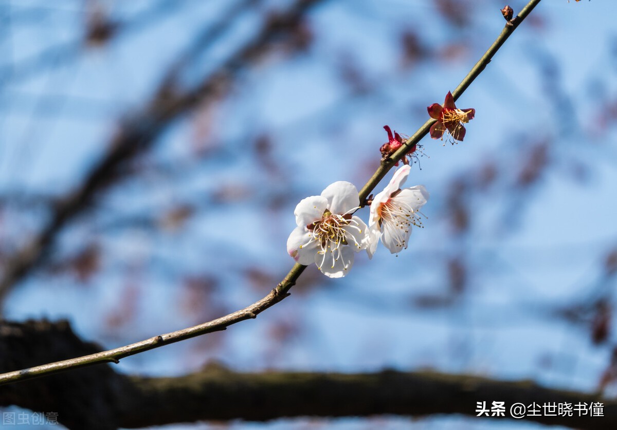 一首很伤感的咏梅诗，不仅写出了梅花的个性，同时还句句有深意