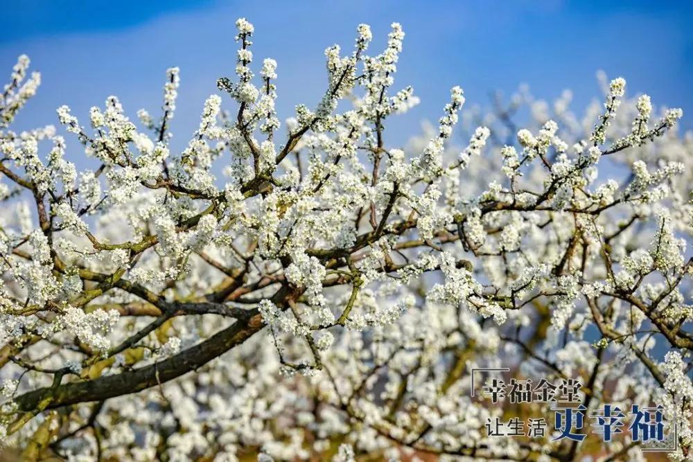 成都1.5h刹拢幽静山野，赏梨花、油菜花、桃花…不收门票