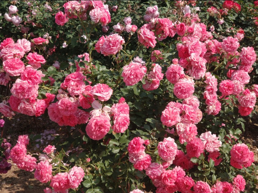 每个人都有诗和远方，那养花人的诗和远方又是什么呢？