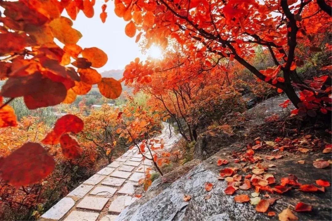 赏秋时节 </p><p>　　 打卡京郊这10条乡村公路，藏着北京最美的秋天