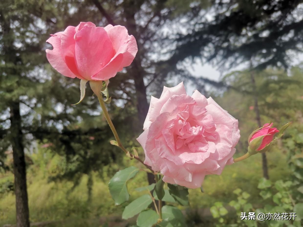 写好每一个句子，让文章更出彩