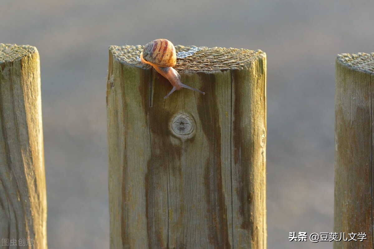 散文：我像只蜗牛一样走在路上