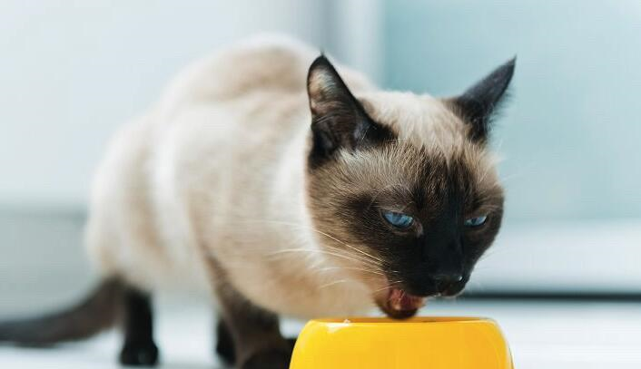 从不出门的猫咪还用驱虫吗？把握这三点就知道怎样在家给猫咪驱虫