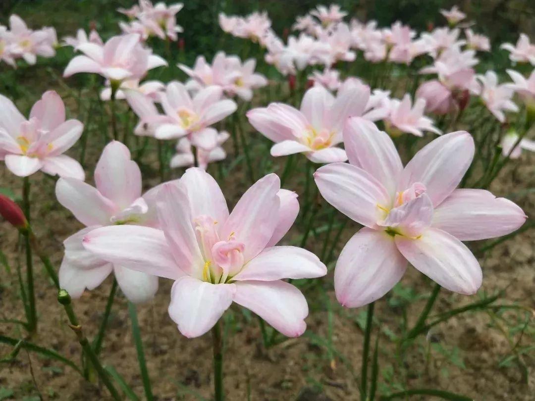 7,乳黄葱兰小球品种,花瓣也是渐变色,刚开的时候是乳黄色,因为风雨兰