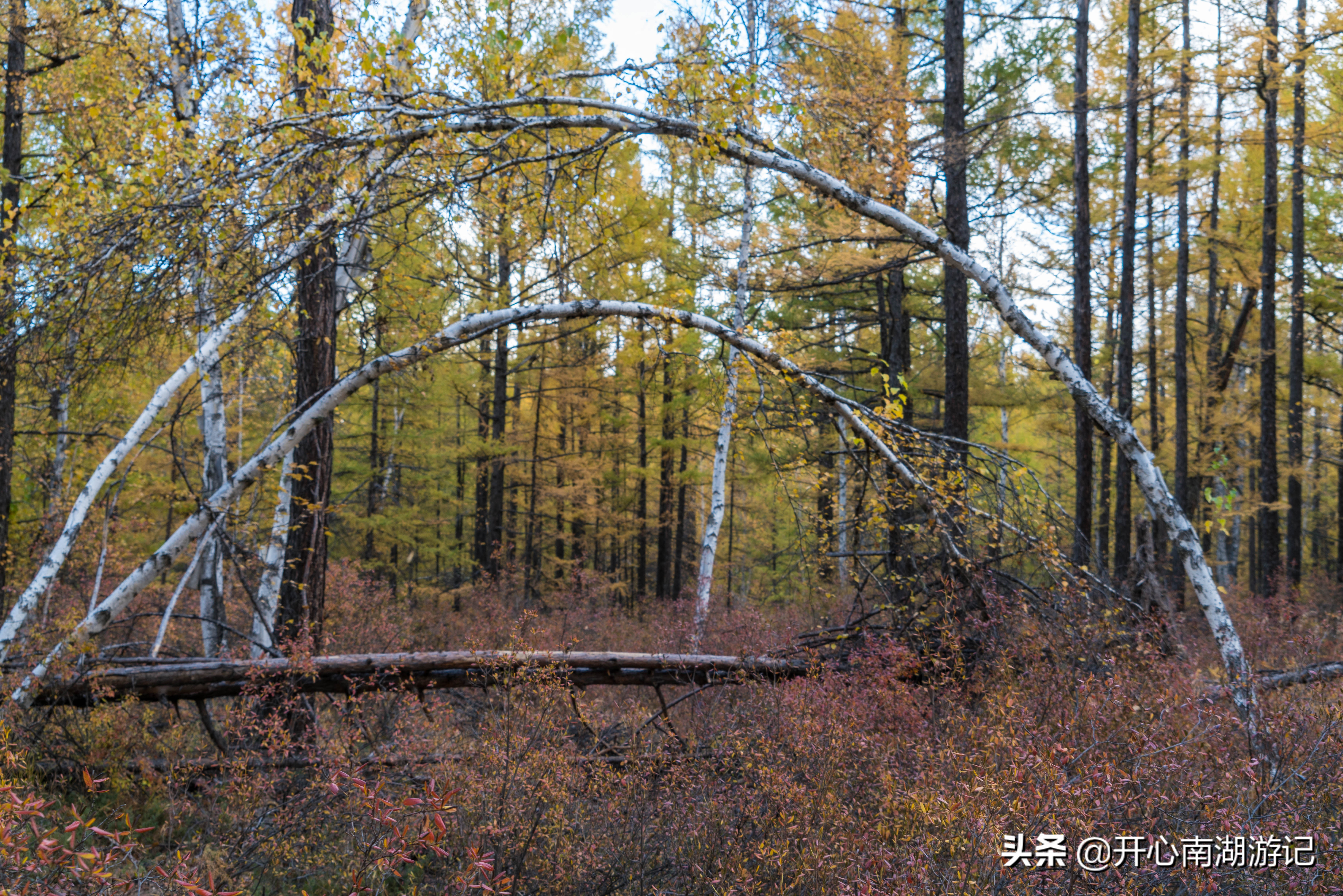 阿尔山天池(金秋呼伦贝尔草原行：阿尔山四大神奇的天池，神奇之一是久旱不涸)