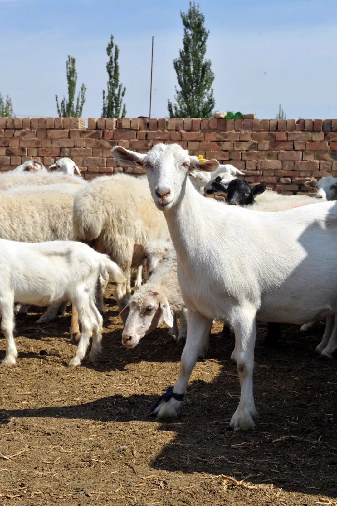 盐池滩羊什么牌子好(在宁夏盐池,吃中国最好吃的滩羊,没有之一,不容