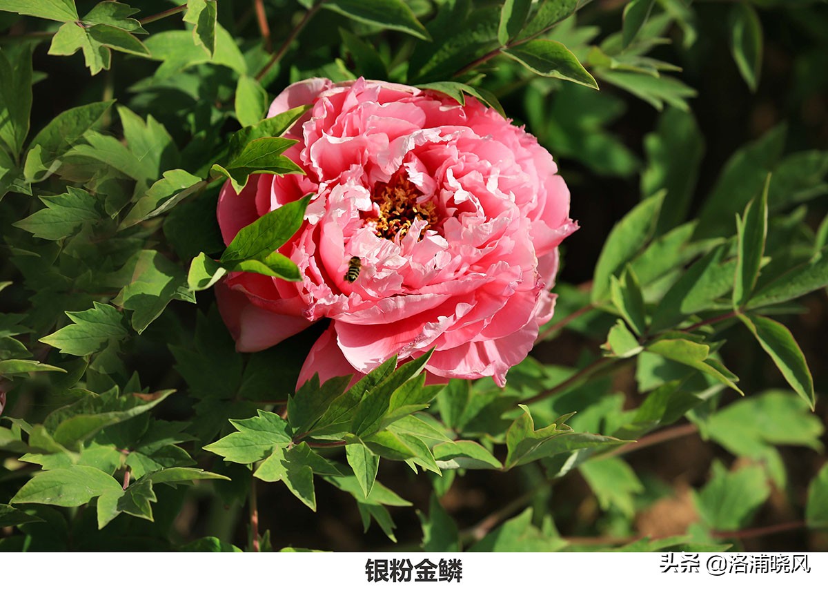 74,银红巧对75,璎珞宝珠76,迎日红77,虞姬艳装(存疑)78,玉楼点翠79