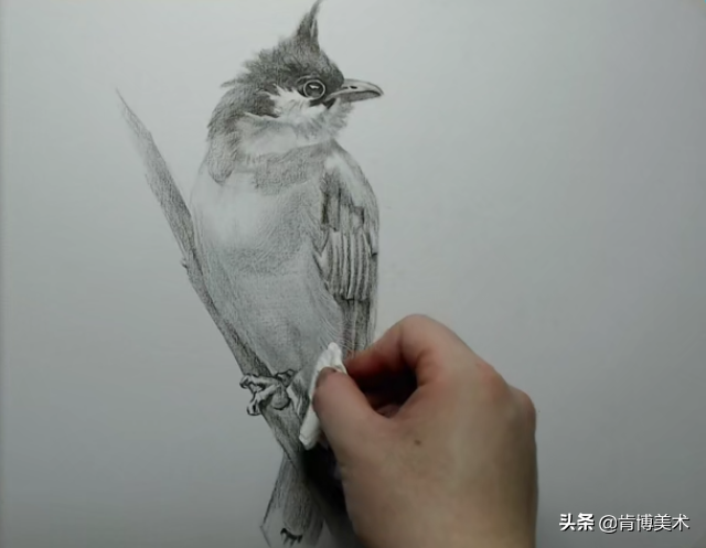 新手入门必学素描小鸟，步骤很简单，画出来传神又可爱
