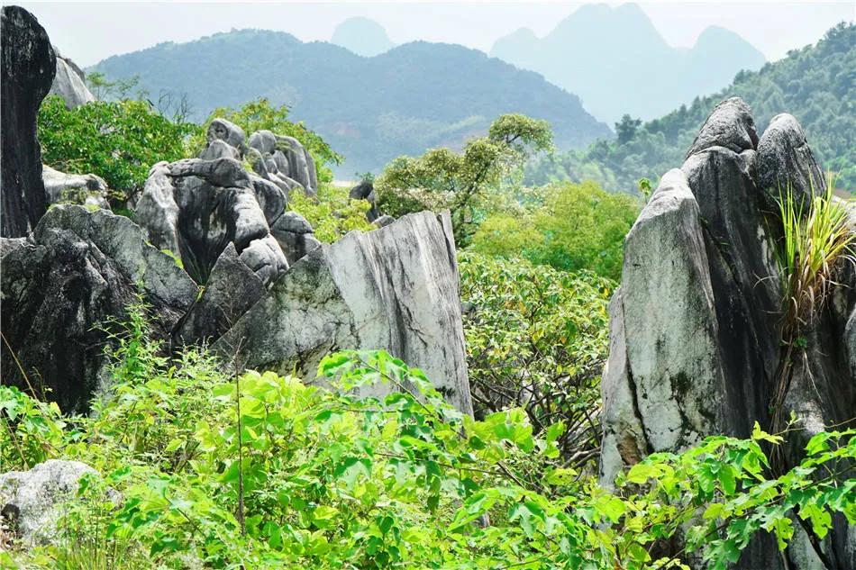 广西：贺州，玉石林，天造地设的汉白玉地质奇观