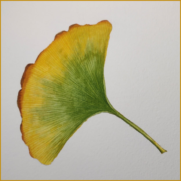 银杏叶简笔画(原创水彩入门教程-秋天的银杏叶)