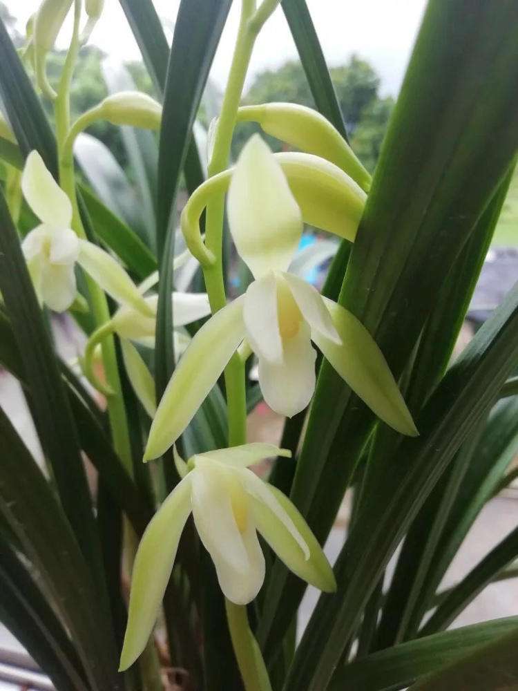 建兰花图片(便宜又好养的建兰) - 赤虎壹号