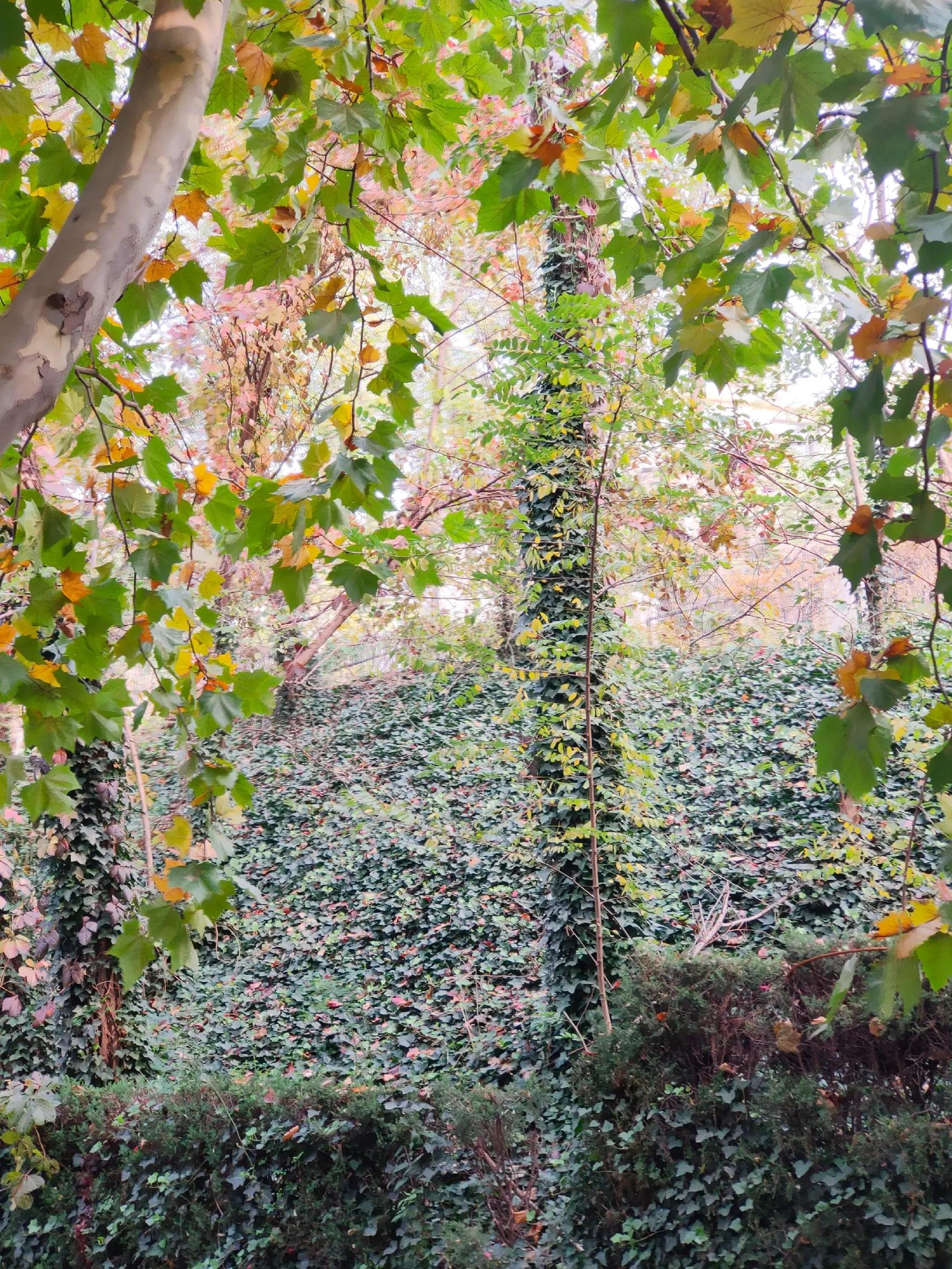 春天爬山虎的唯美句子