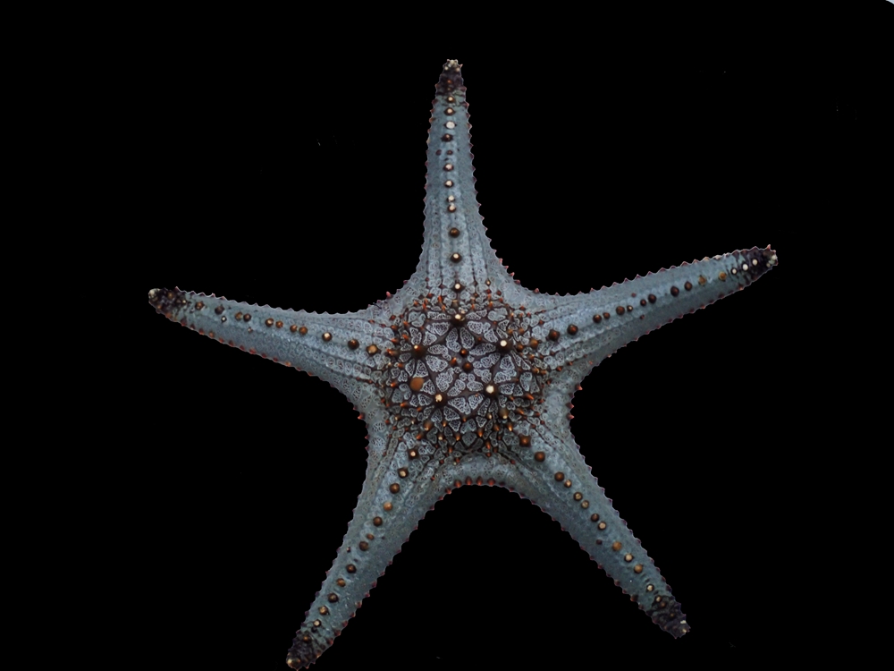 摄于惠州青州摄于惠州青州这些海星还是挺漂亮的,直接分享照片吧.