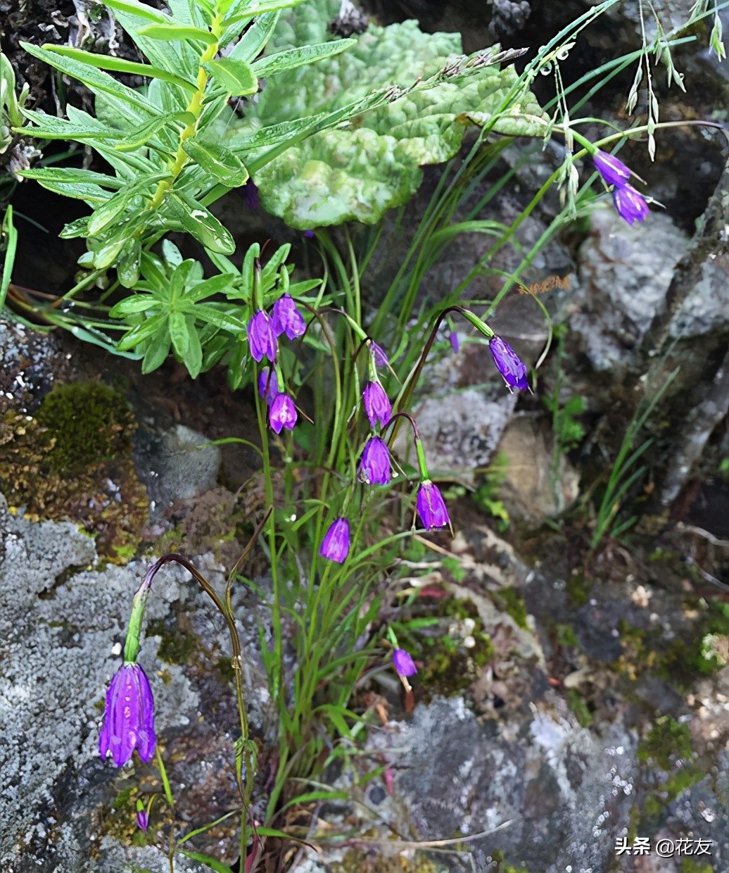 紫斑風鈴草2,灰巖風鈴草灰巖風鈴草,呈胡蘿蔔狀,原產於四川,雲南等地.