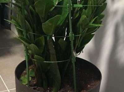 金钱树怎么养才茂盛