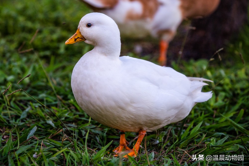 水禽不好养,应做好心理准备