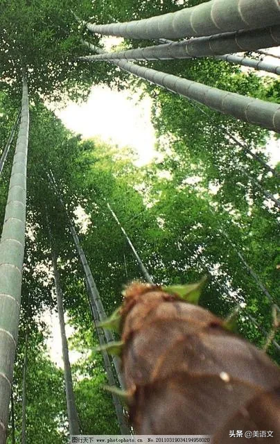 那片熟悉的竹林