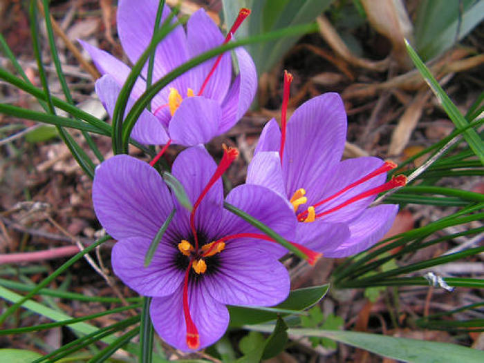 紫色花有哪些（2７种不同品类紫色鲜花大盘点）