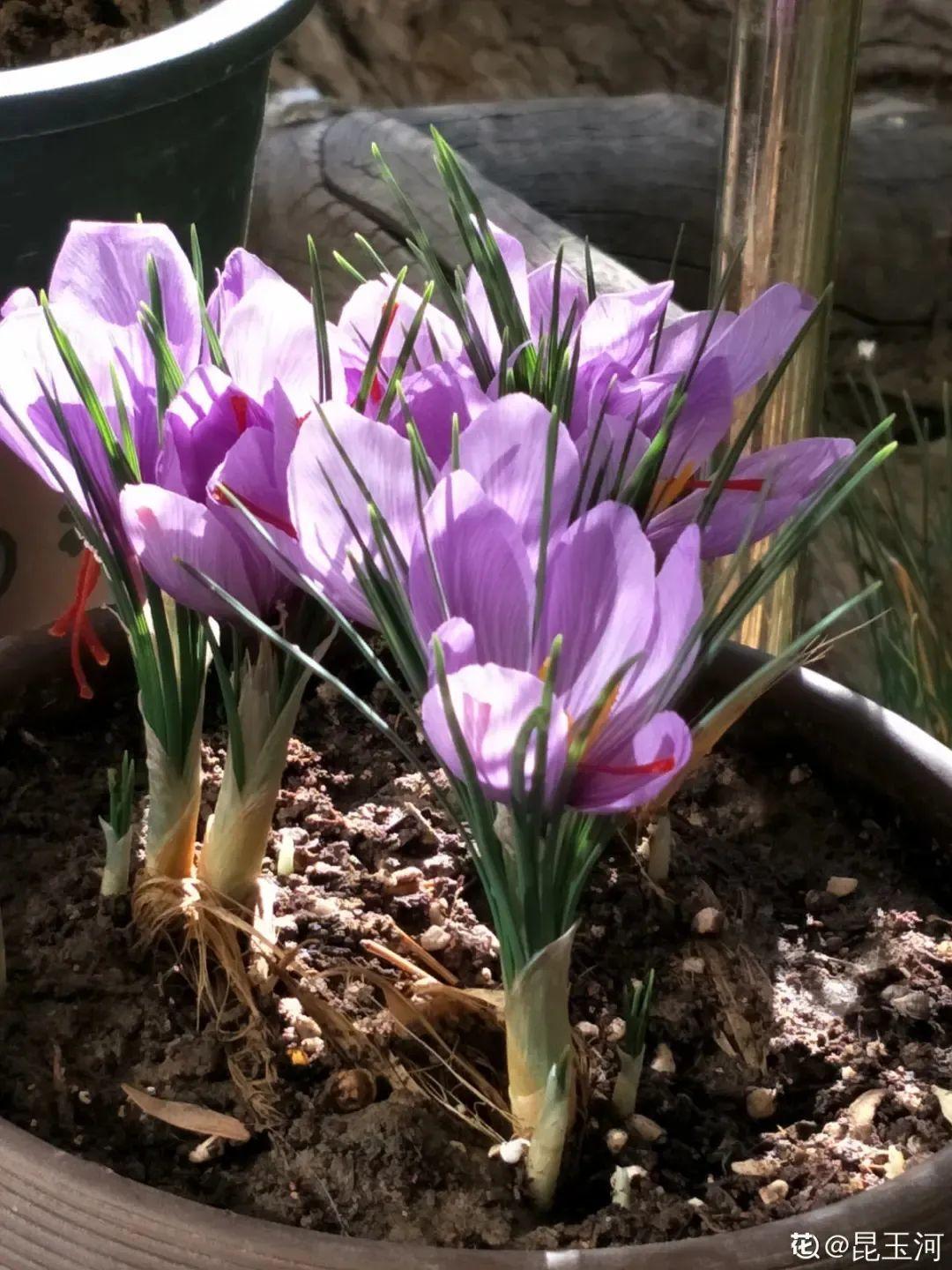 13藏红花花苞带叶子能泡水吗 -生活知识库-动动脑