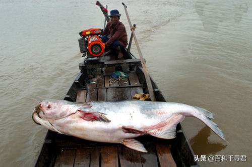 湄公河巨鲶：你们总说我会吃人，可我连牙齿都没有
