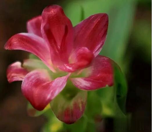 世界上最臭的花：魔芋花，有腐烂尸体的气味(尸臭魔芋)