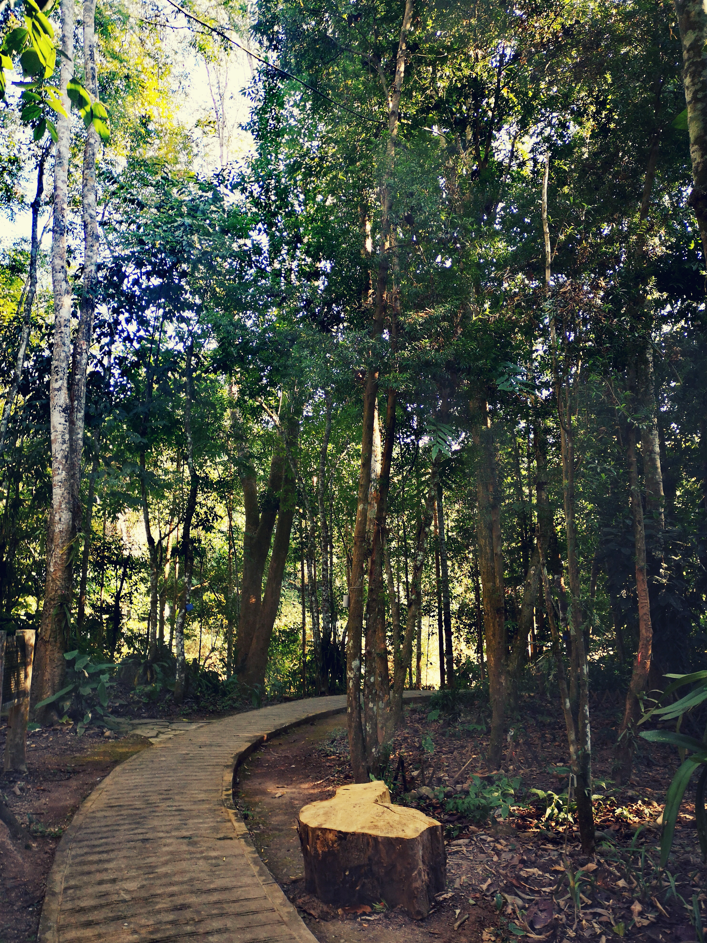 西双版纳8天9晚2600元，中科院热带植物园最详细攻略看这一篇就够