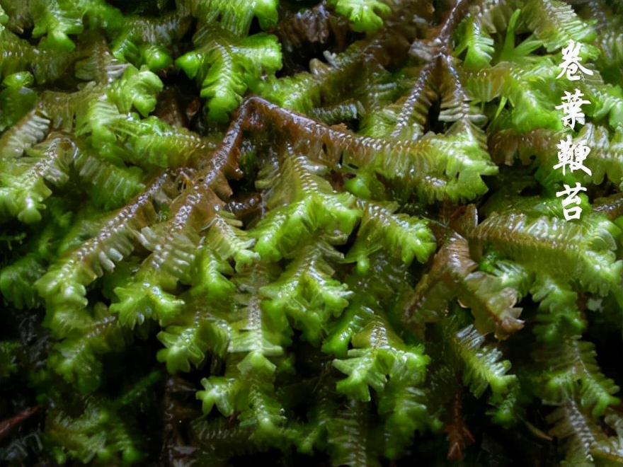 苔藓植物图片（小编带你盘点四十种苔藓植物）