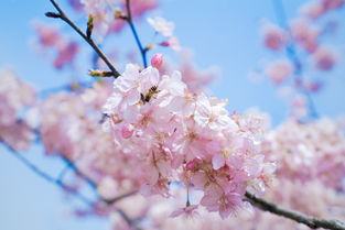 诗词|| 在唐诗宋词里，下一场樱花雨，迎接春天的到来