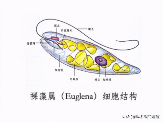 生物分类中超纲是什么意思(你对生物分类了解多少？)