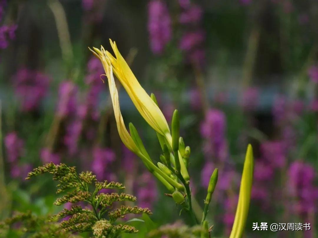 忘忧草是黄花菜吗,忘忧草是黄花菜吗 忘忧草的花语解析