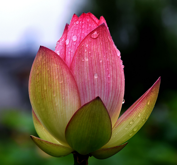 「诗词鉴赏」雨中观荷，惊艳了谁的时光