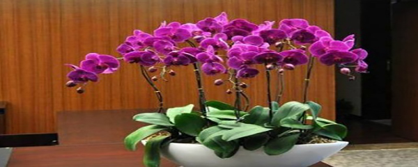 蝴蝶兰怎么养