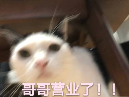 猫咪撩人表情包16张：超级超级喜欢你、心跳加速
