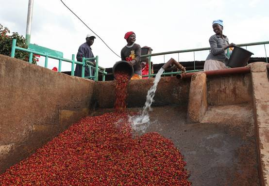 新华财经记者在非洲：咖啡文化席卷世界，咖啡豆变“致富豆”