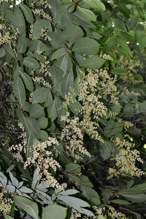正宗降龙木图片降龙木